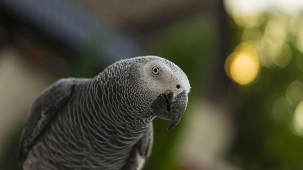 Papoušci sprostě nadávali návštěvníkům zoo, museli je schovat